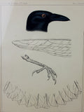 USPRR Plate XXIII Lithograph of Crow/Blackbird of wings and foot, 47th Parallel Ca 1859, #1399 SOLD